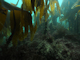 [Laminaria hyperborea] forest and foliose red seaweeds on moderately exposed upper infralittoral rock